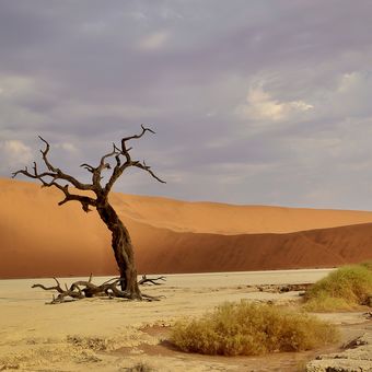 poušť Sossusvlei Namíbie - údolí Deadvlei. Druhý den po písečné bouři foukal silný vítr a nasvícení dun se měnilo joko při promítání filmu.
