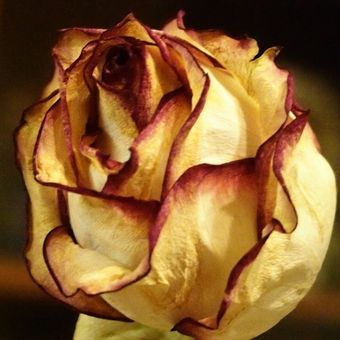 Valentinská růže