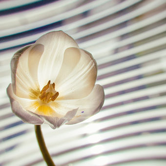 zátiší s tulipány VI.