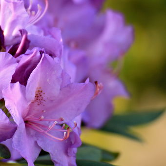 květ rododendronu