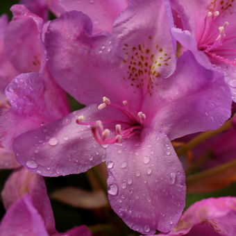Květy po dešti