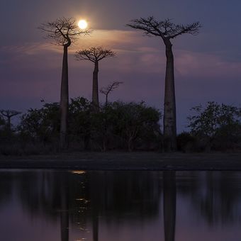 když nad baobaby vyjde měsíc