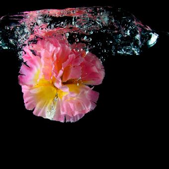 Vodní květina