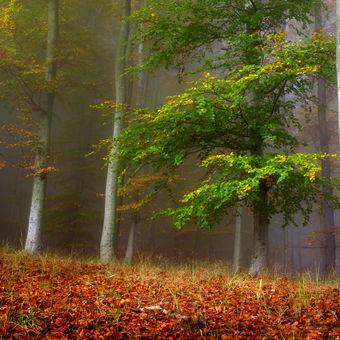 Podzim v bukovém lese