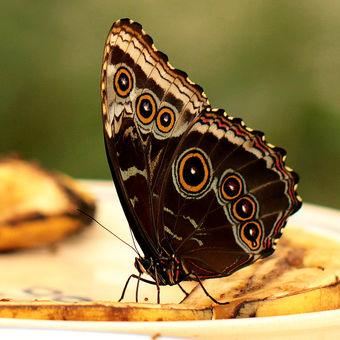 Motýlí sosání 6