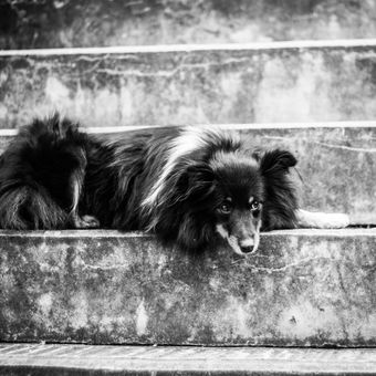 Pes na schodech