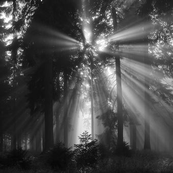 Osvícený les