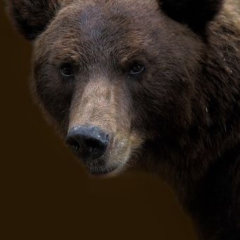 Medvěd kamčatský - zoo Brno
