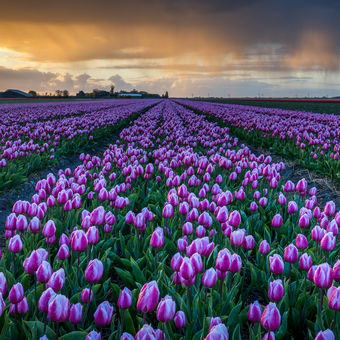 Ranné Holandské tulipány