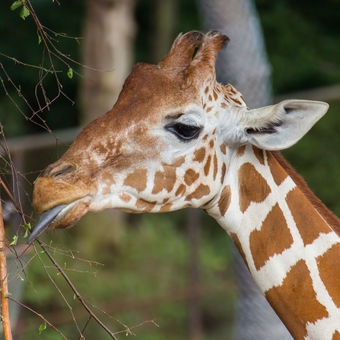 Žirafa při krmení
