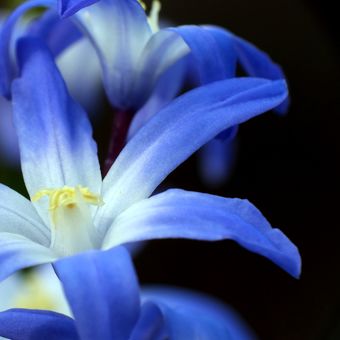 Modré jaro