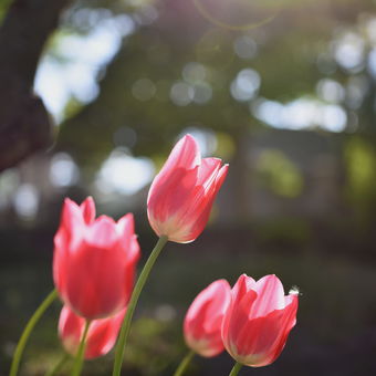 Tulipány za slunečného svitu