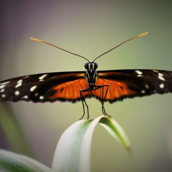 Mávnutí motýlími křídly
