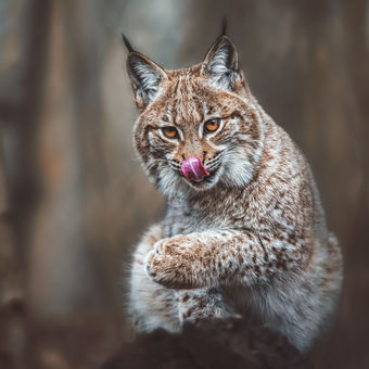 Rys ostrovid karpatský ( Lynx lynx carpathicus )