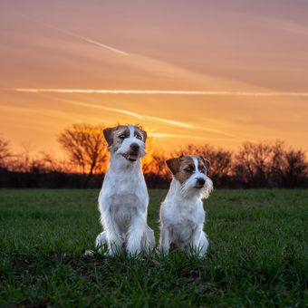 Psi v západu slunce