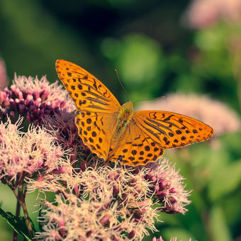 Krása a křehkost motýlích křídel