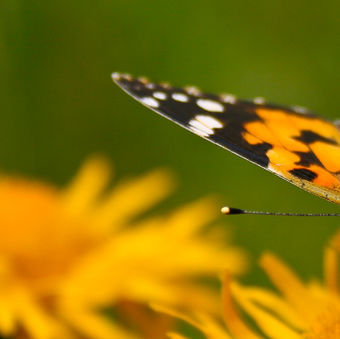 Motýlí krása