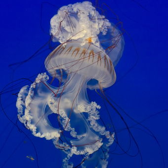 Ve světě medúz