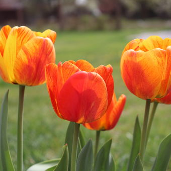 Odkvétající tulipány jsou stále krásné.