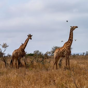 Žirafy v buši
