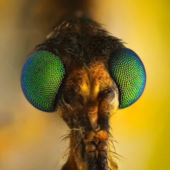 detail hlavy komára
