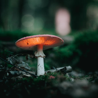 Svítící houba v kouzelném lese