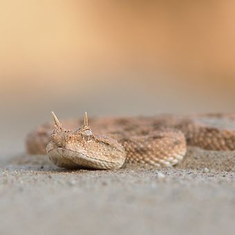 Saharští čerti - zmije rohatá