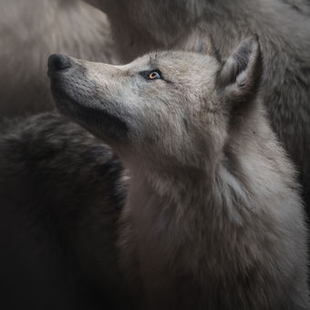 Pohled vlka