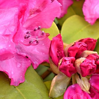 Květy rododendronu
