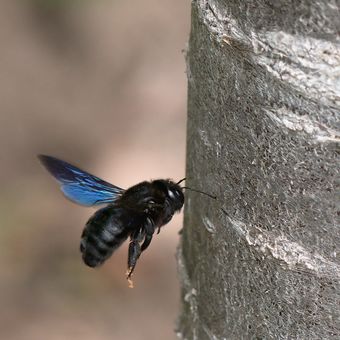 Drvodělka velká - černá včela samotářka
