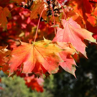 Barvy podzimu na javorovém listí