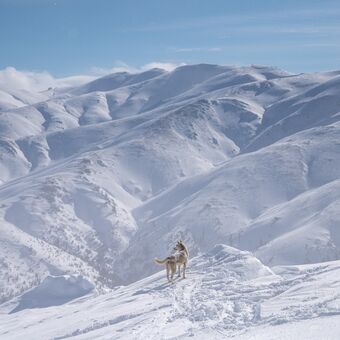 Lokální průvodce - divoký pes na skialpovém dobrodružství nad  Bachmaro v Gruzii