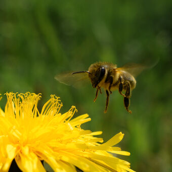 Včela medonosná jde na přistání