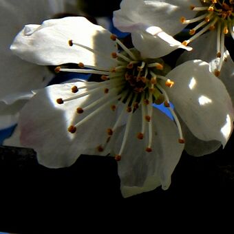 jarní květ