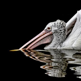pelikán skvrnozobý