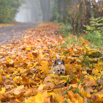 Plyšák v podzimní peřině.