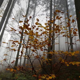 Z mlžného lesa....