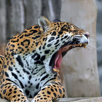 jaguár americký