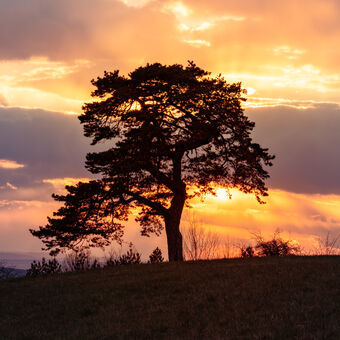Západ slunce a strom