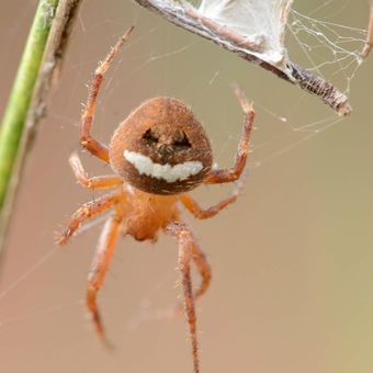 Pavouk obličej