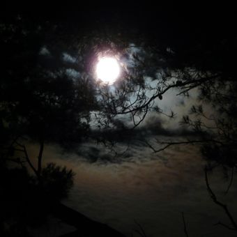 Měsíček v borovém háji.