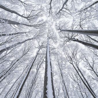 Zmrzlý les