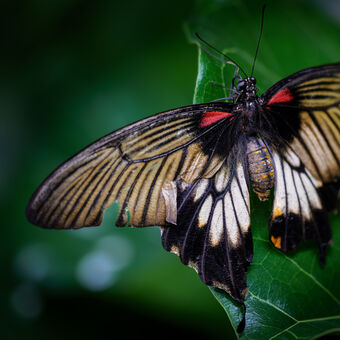 Great Mormon - Papilio memnon