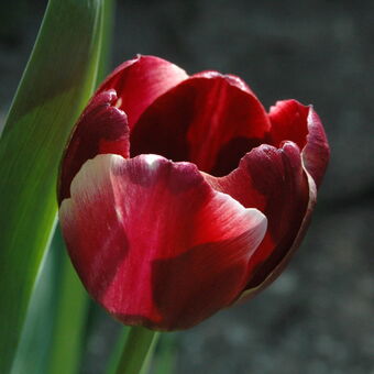 jeden takovy tulipanek