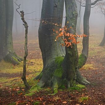 V podzimním lese.