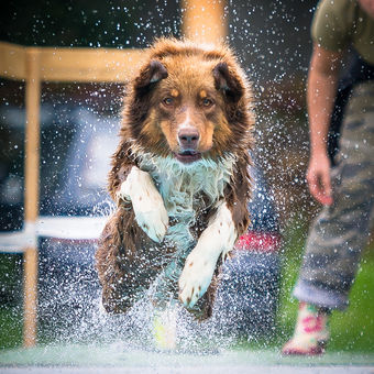 Waterdog contest