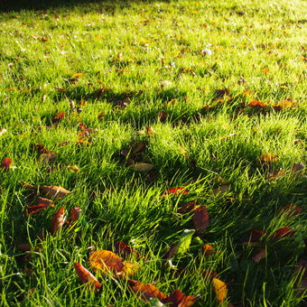 vůně podzimní trávy