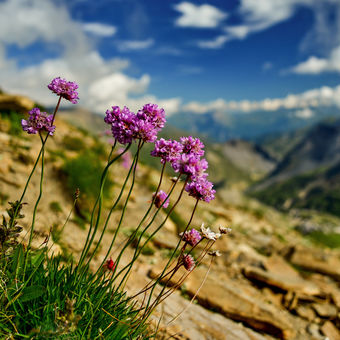 Alpská flora