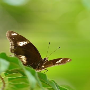 Motýlí posezení