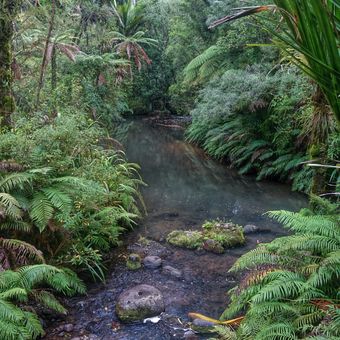 Novozelandský prales